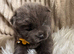 Chow chow