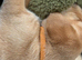 Superb KC Reg Labrador Puppies