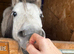 Fully registered mini Shetland gelding