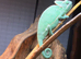 Baby Chameleon Male