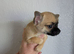 Affectionate smooth coat pups