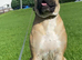 Mastiff pup