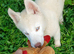 Siberian husky puppies
