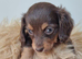 Long haired Mini Dachshund