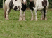 14 hh 4 year old cob gelding skewbald