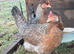 Crested Cream Legbar blue egg layers chick & hatching eggs available