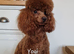 KC Registered Red Toy Poodle Puppies - DNA Health Tested Parents