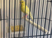 Canary