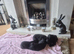 Beautiful Labrador puppies for sale