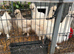Silkies for sale