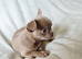Stunningly Beautiful Chihuahua Babies