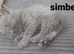7 health gorgeous bsh Cross kittens ready 29th August