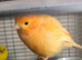 Beautiful canaries for sale