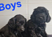 Cockapoo puppies