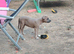 American Staffordshire terrier. Ready to leave.