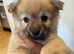 Papillon x Chihuahua Puppies
