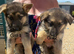 9 beautiful german shepard pups