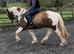 15.2 Traditional Coloured Gelding 13 years