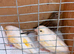 2 canary hens