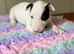 Stunning Litter of English Bull Terriers
