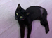 3 kittens for sale (7months)