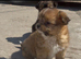 pomchi puppies.