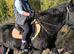 cob gelding