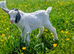 Beautiful pygmy goat kid Nanny for sale