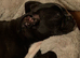 Boxer x french bulldog - only 3 left out litter of 6.