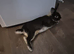 6month female bunny
