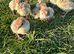 Bourbon red turkey poults