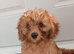 6 beautiful cavapoo puppies 1 boy still looking for his forever home