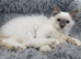 TICA Registered Pedigree Lilac Point/Mitted