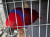 Beautiful tame female Eclectus parrot