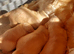 3 BOYS LEFT KC HEALTH TESTED GOLDEN RETRIEVERS