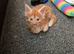 Maine coon kittens