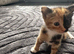 4 stunning kittens