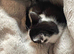 3 female kittens ready to go