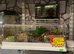 Special Offer Vampire Crab with Acrylic set up