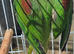 Split blue mutation alexandrine will have blue chicks