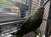 Alexandrine