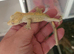 Baby crested gecko