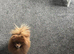 Pomeranian Chocolate