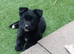German Shepherd cross Belgian mali pups