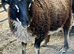 Premium Pedigree Shetland Ram Lambs