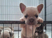 French bulldog pups (kc reg )