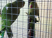 Indian ringneck girl