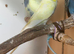 Male budgies