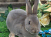 Opal Mini rex buck for reserve