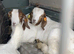 Boer Goat kids for sale